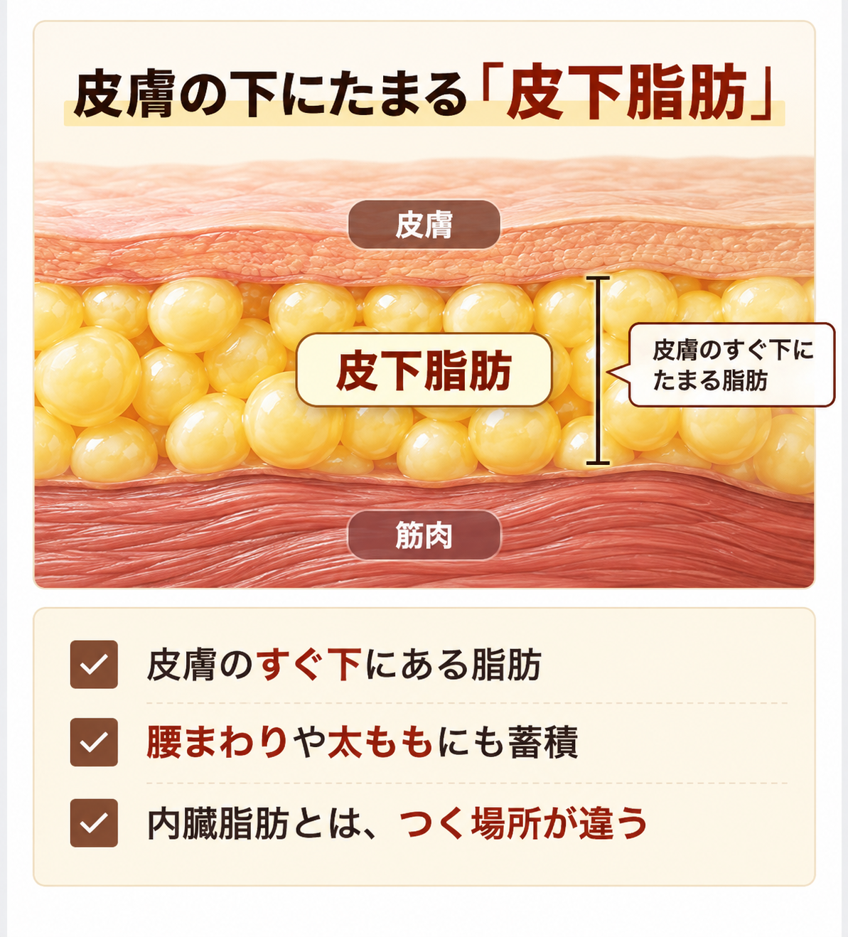皮膚の下にたまる皮下脂肪の模式図。皮膚、皮下脂肪、筋肉の順に並ぶ。皮下脂肪は腰まわりや太ももにも蓄積し、内臓脂肪とはつく場所が違う。