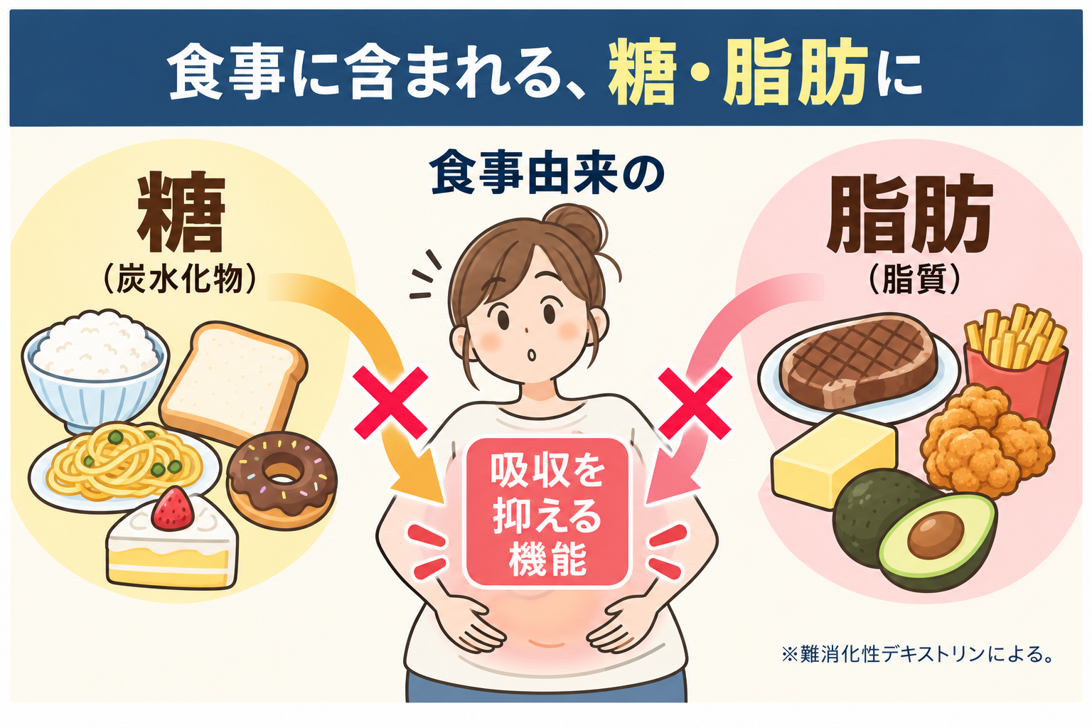 食事に含まれる糖・脂肪に。食事由来の糖・脂肪の吸収を抑える機能。※難消化性デキストリンによる。